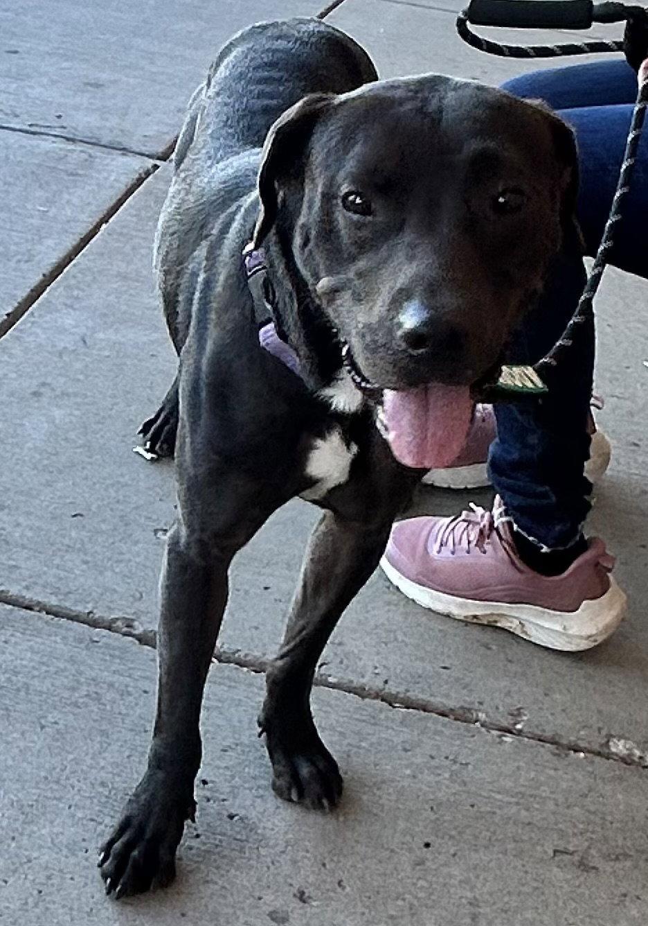 Enlarge Lucky, a Adoptable Labrador Retriever in O'Fallon, MO image 2/3