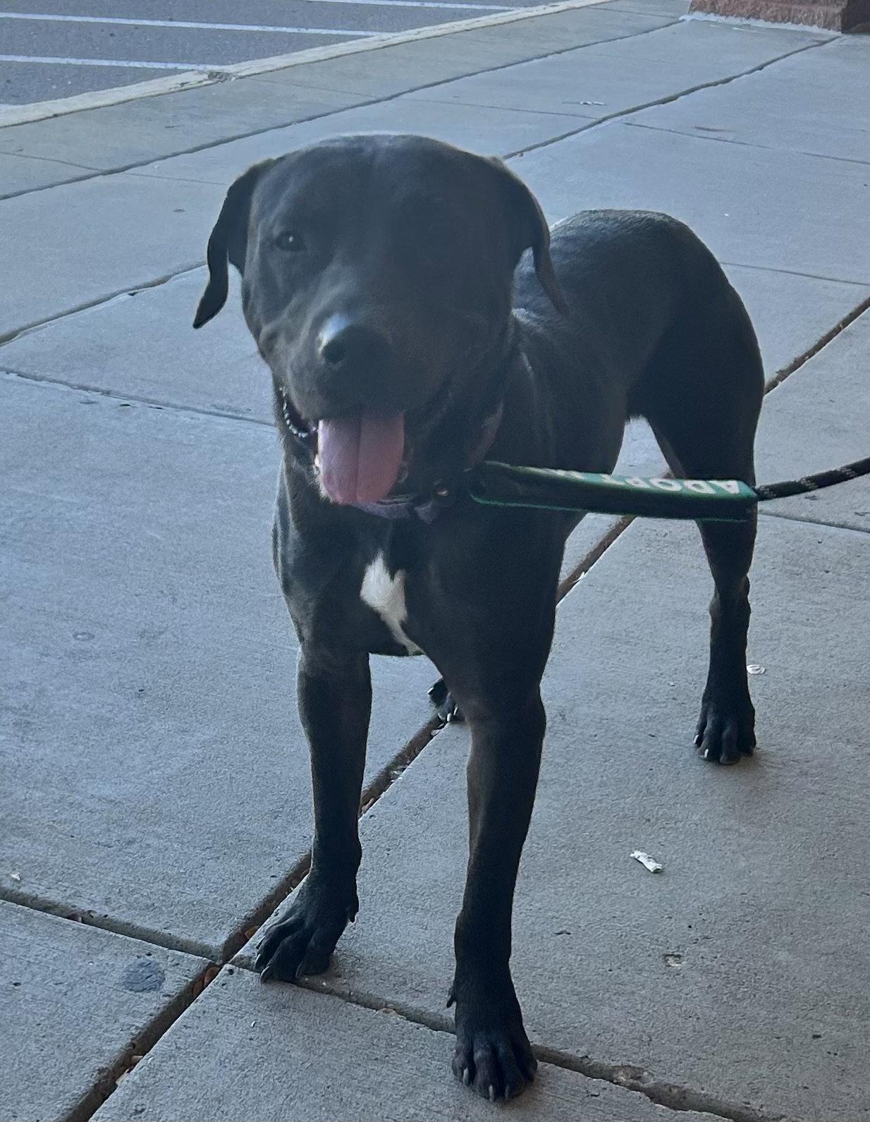 Enlarge Lucky, a Adoptable Labrador Retriever in O'Fallon, MO image 3/3