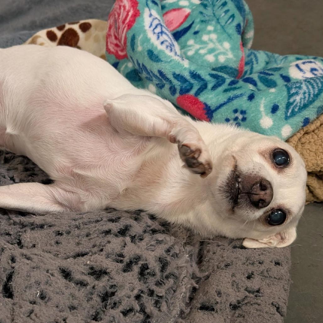Miss Marley, a Adoptable Chihuahua in Pacific Grove, CA image 1/6