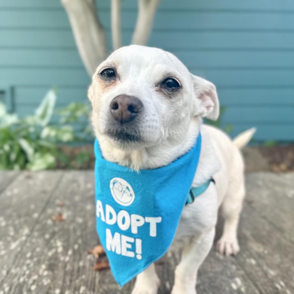 Miss Marley, a Adoptable Chihuahua in Pacific Grove, CA image 3/6