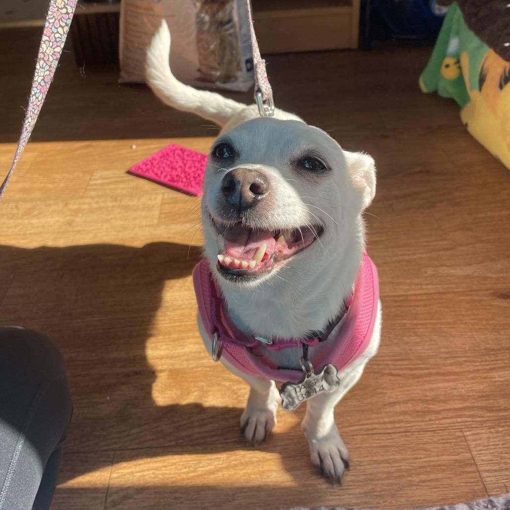 Miss Marley, a Adoptable Chihuahua in Pacific Grove, CA image 4/6