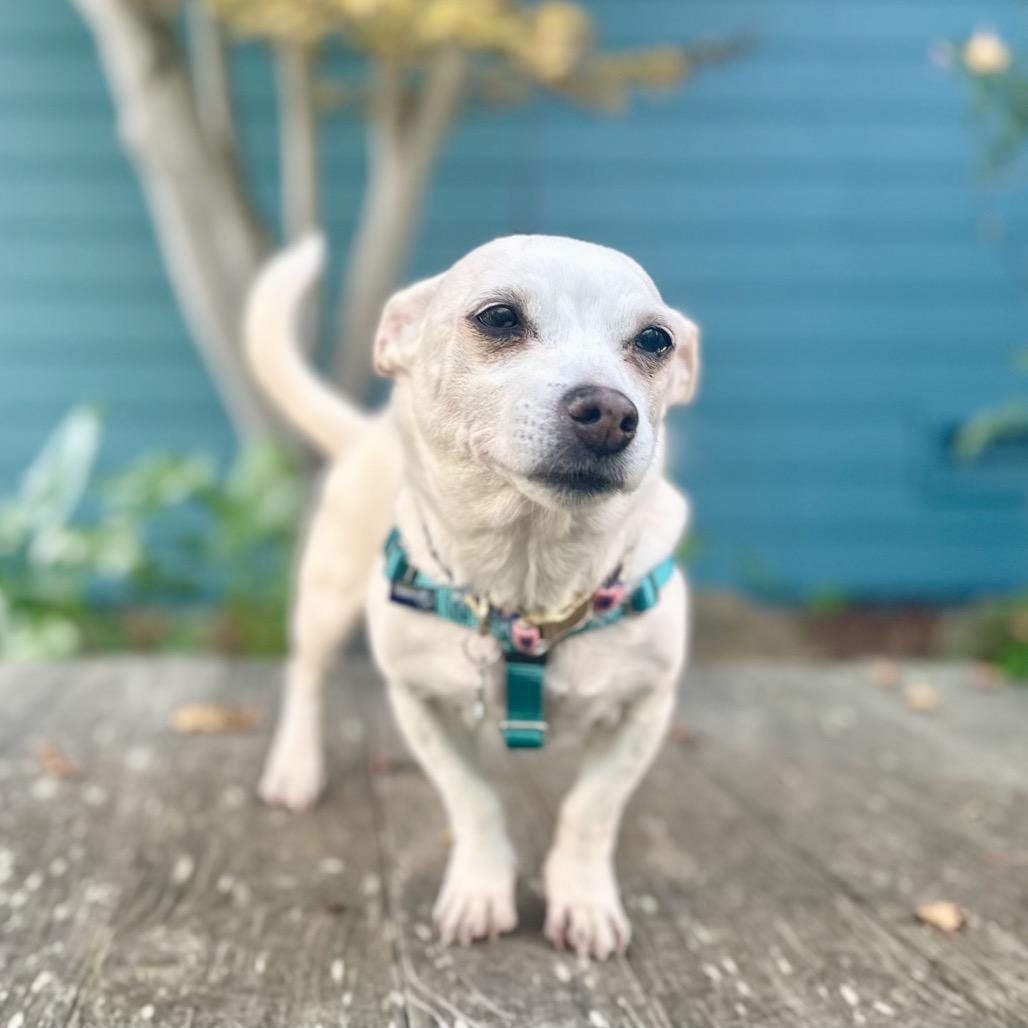 Miss Marley, a Adoptable Chihuahua in Pacific Grove, CA image 5/6