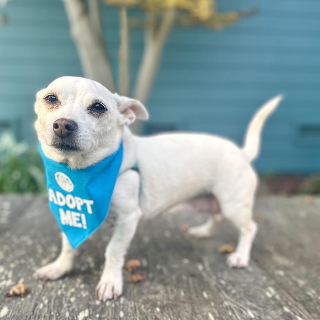 Miss Marley, a Adoptable Chihuahua in Pacific Grove, CA image 6/6