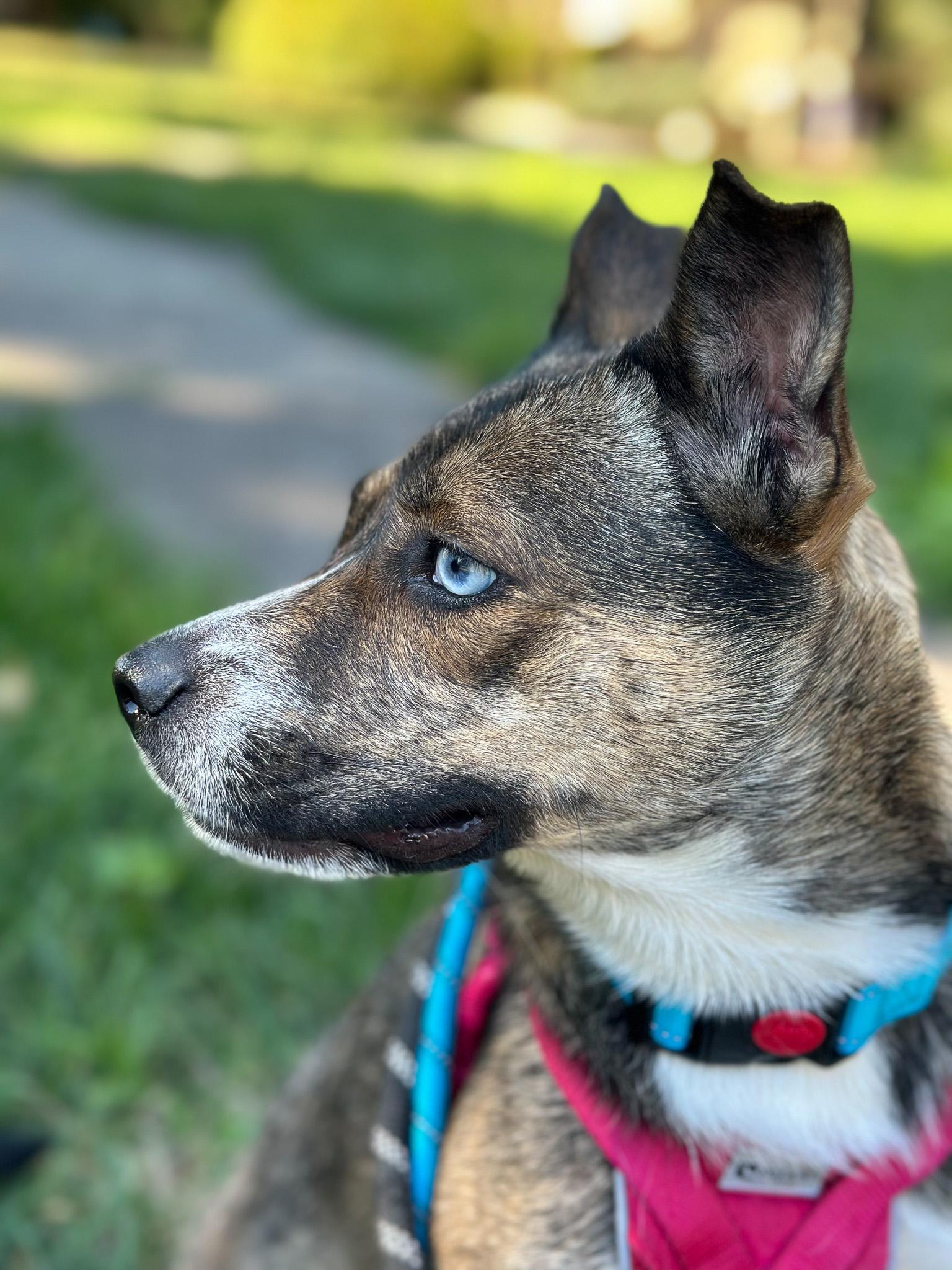 Enlarge Honey, a ADOPTABLE mixed breed in Montclair, NJ image 4/6