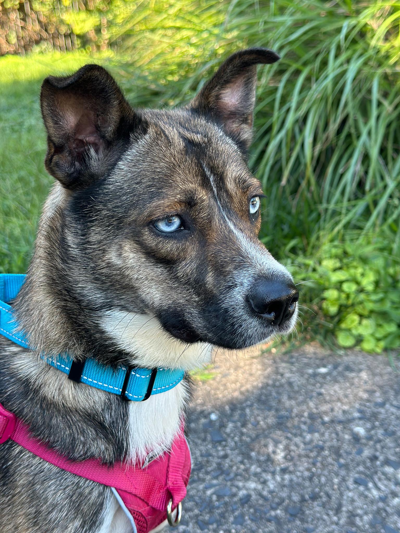 Enlarge Honey, a ADOPTABLE mixed breed in Montclair, NJ image 2/6