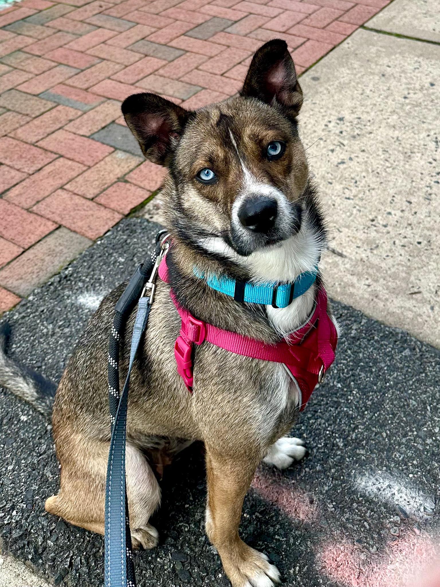 Honey, ADOPTABLE, Adult Female Husky & Mixed Breed.