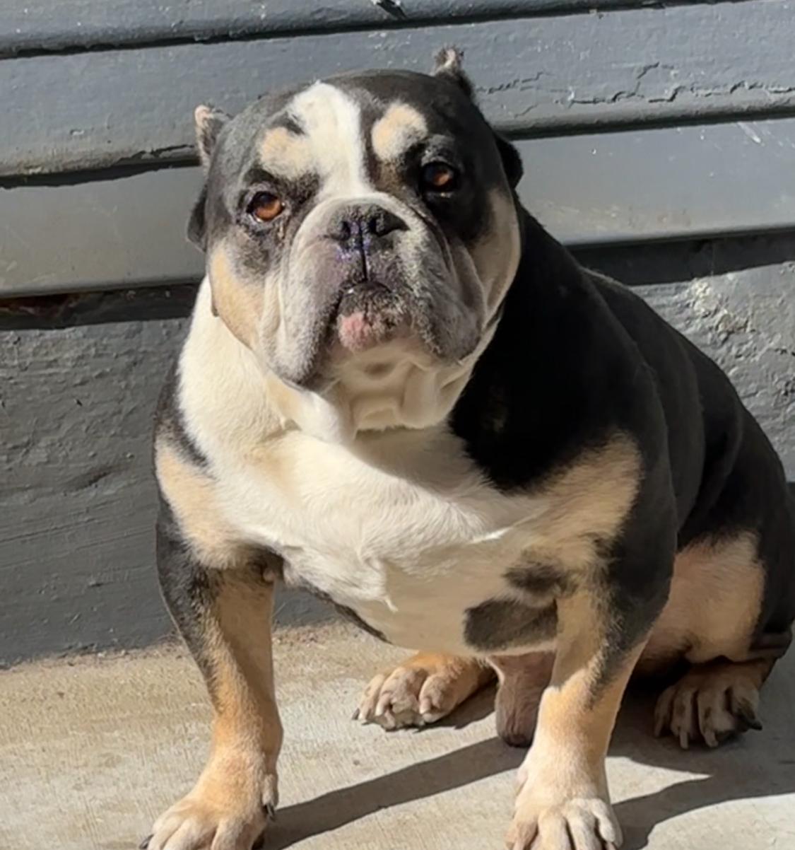 Remy, Adoptable, Adult Male Bulldog & English Bulldog.