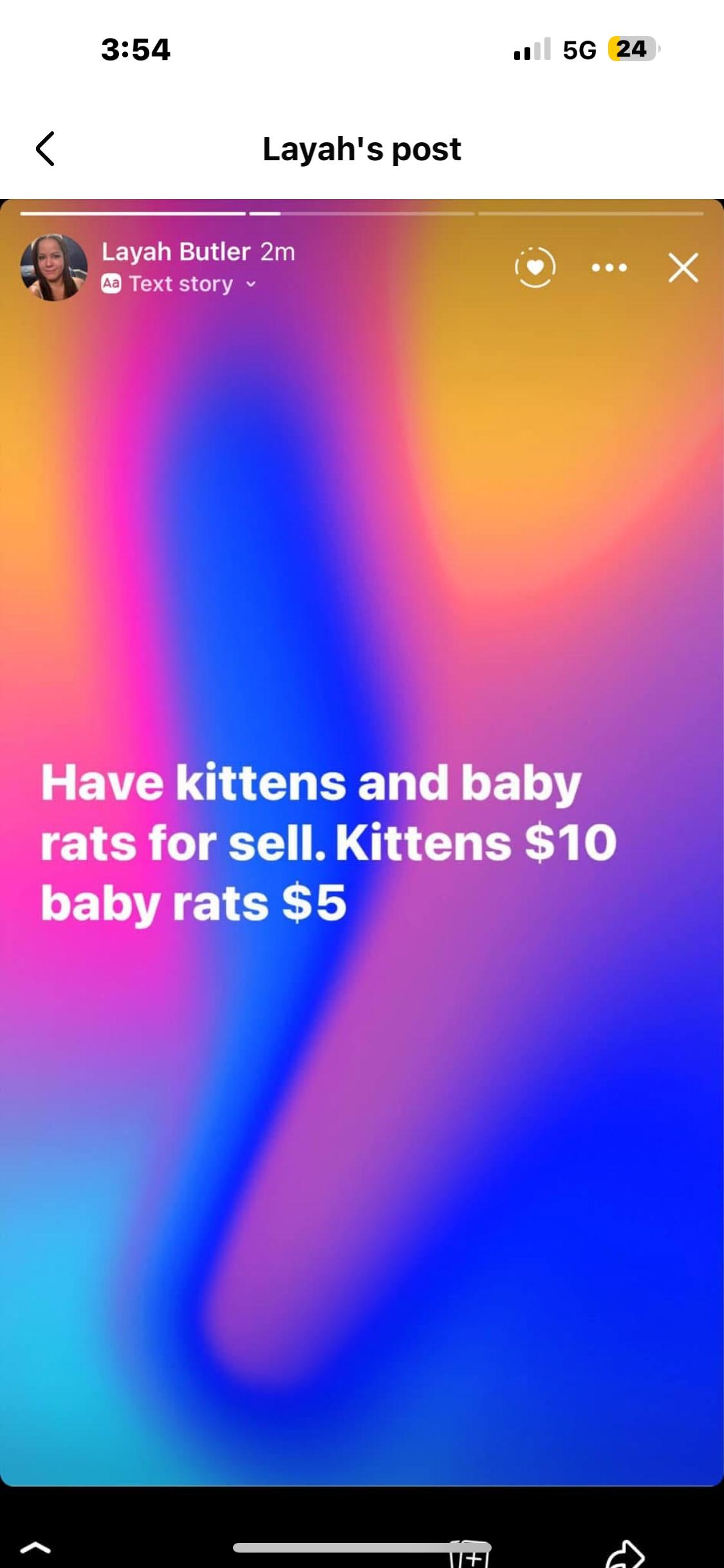 Remy, a Adoptable mixed breed in San Diego, CA image 2/3