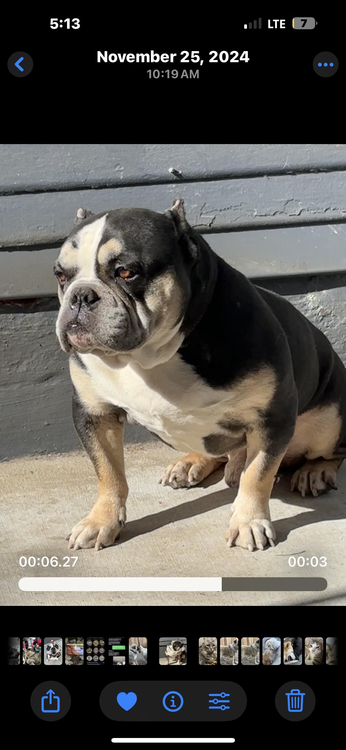 Remy, a Adoptable mixed breed in San Diego, CA image 3/3