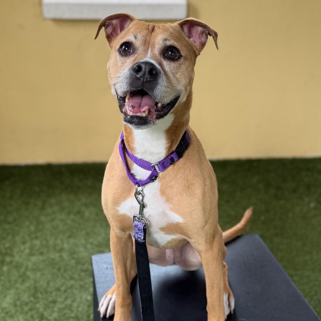 Rosie, Adoptable, Adult Female Boxer.