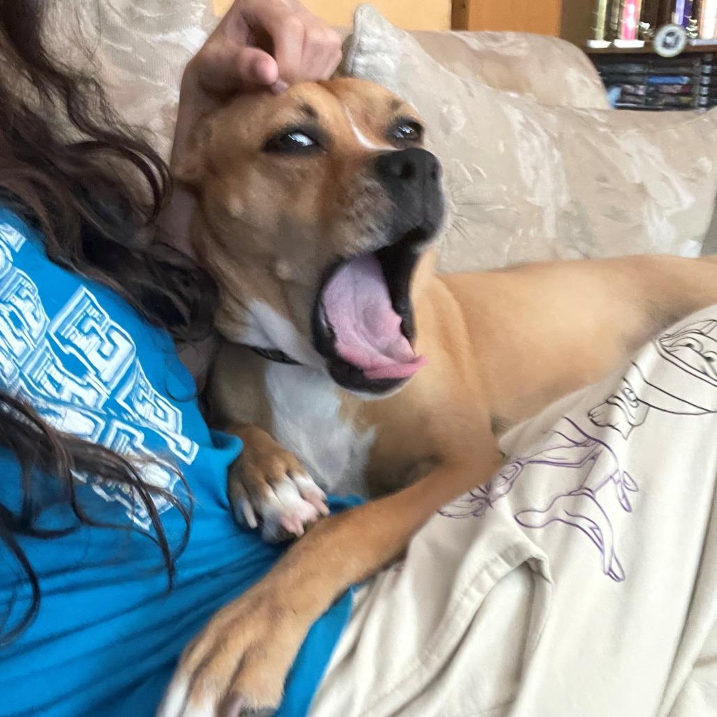 Enlarge Rosie, a Adoptable mixed breed in West Palm Beach, FL image 2/6