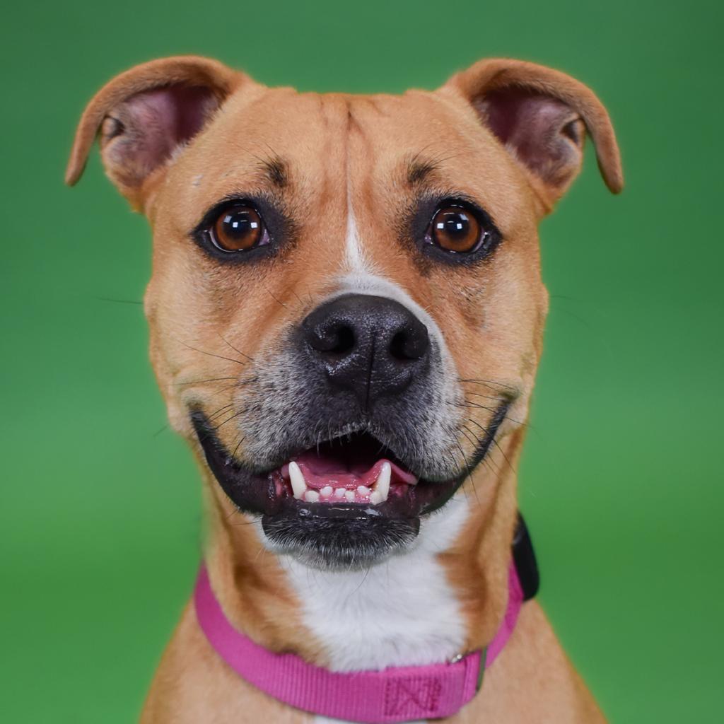 Enlarge Rosie, a Adoptable mixed breed in West Palm Beach, FL image 3/6