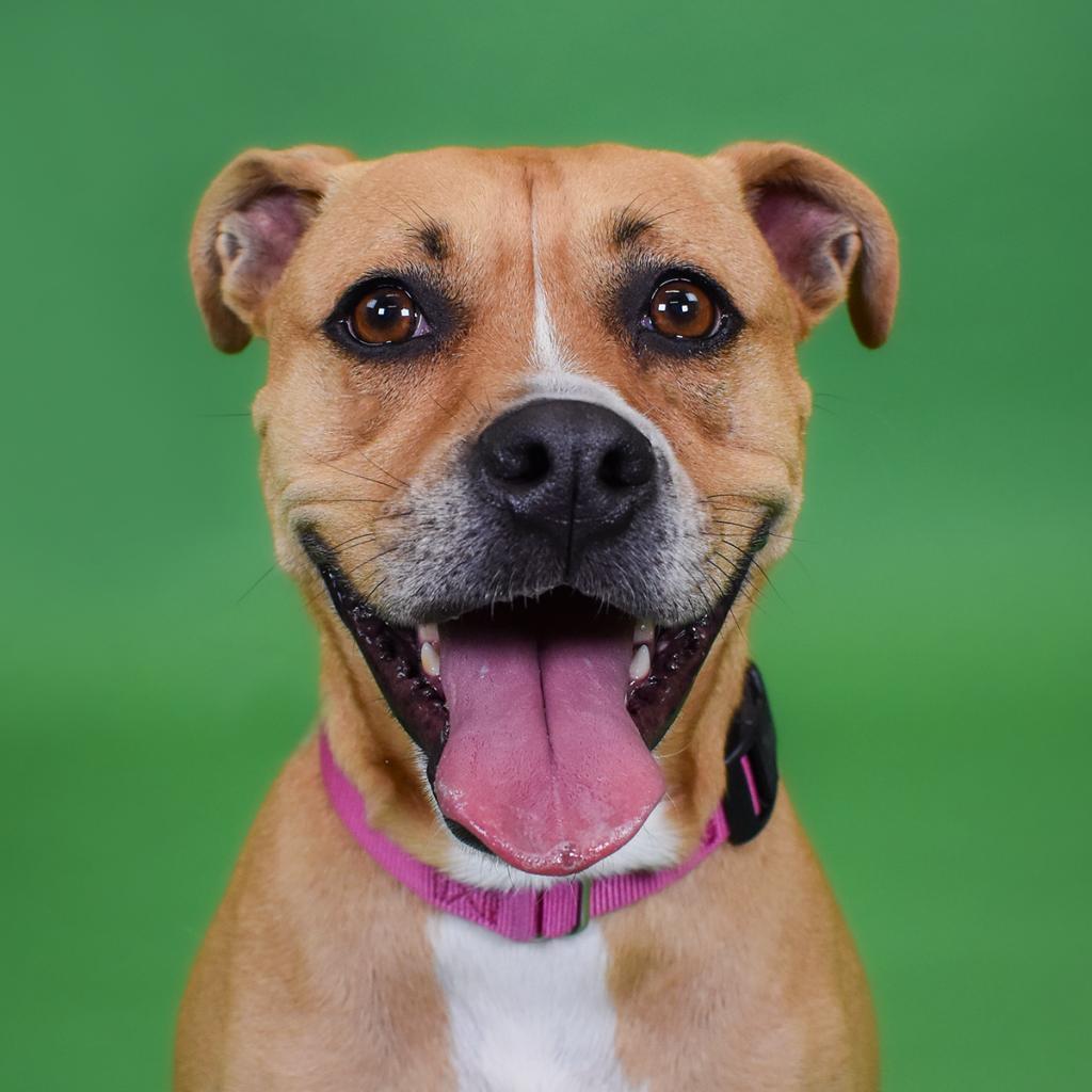 Enlarge Rosie, a Adoptable mixed breed in West Palm Beach, FL image 4/6