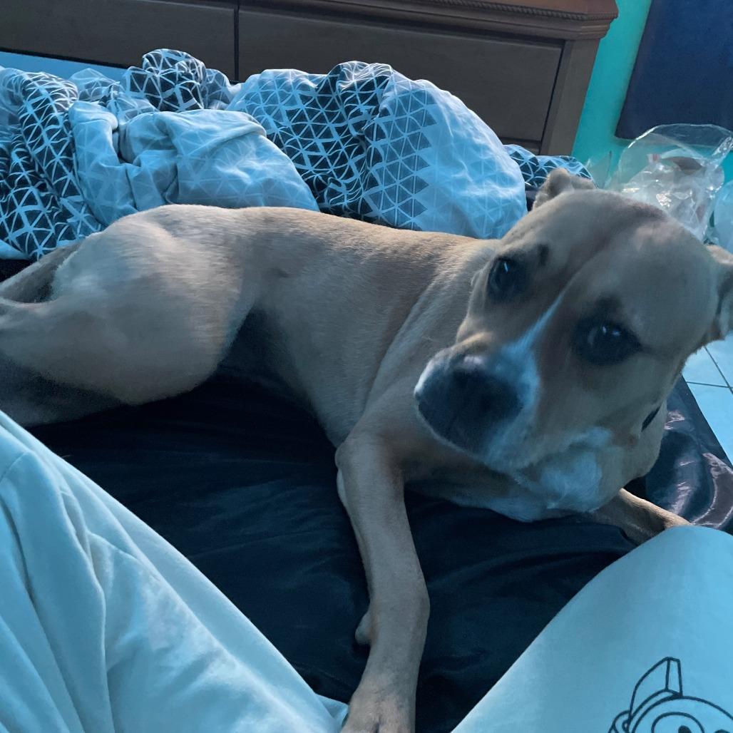 Enlarge Rosie, a Adoptable mixed breed in West Palm Beach, FL image 5/6