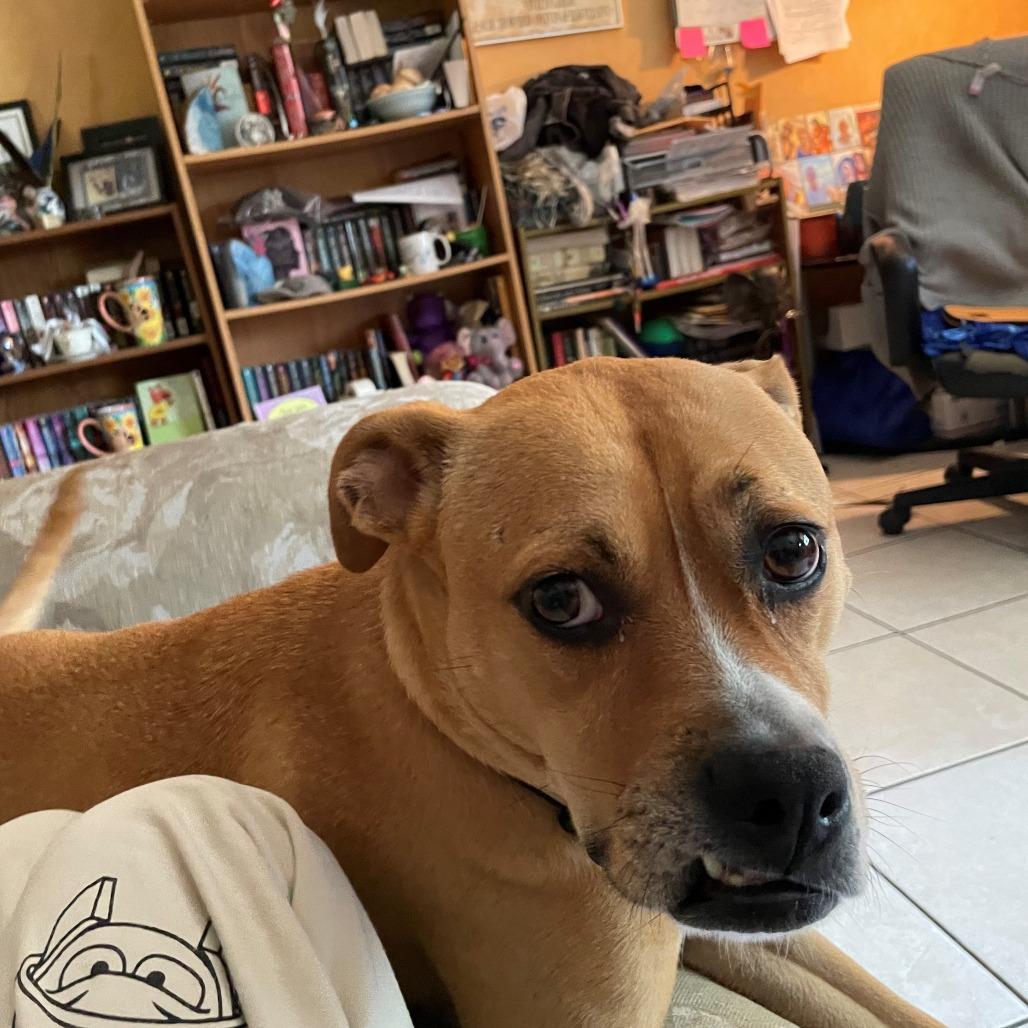 Enlarge Rosie, a Adoptable mixed breed in West Palm Beach, FL image 6/6