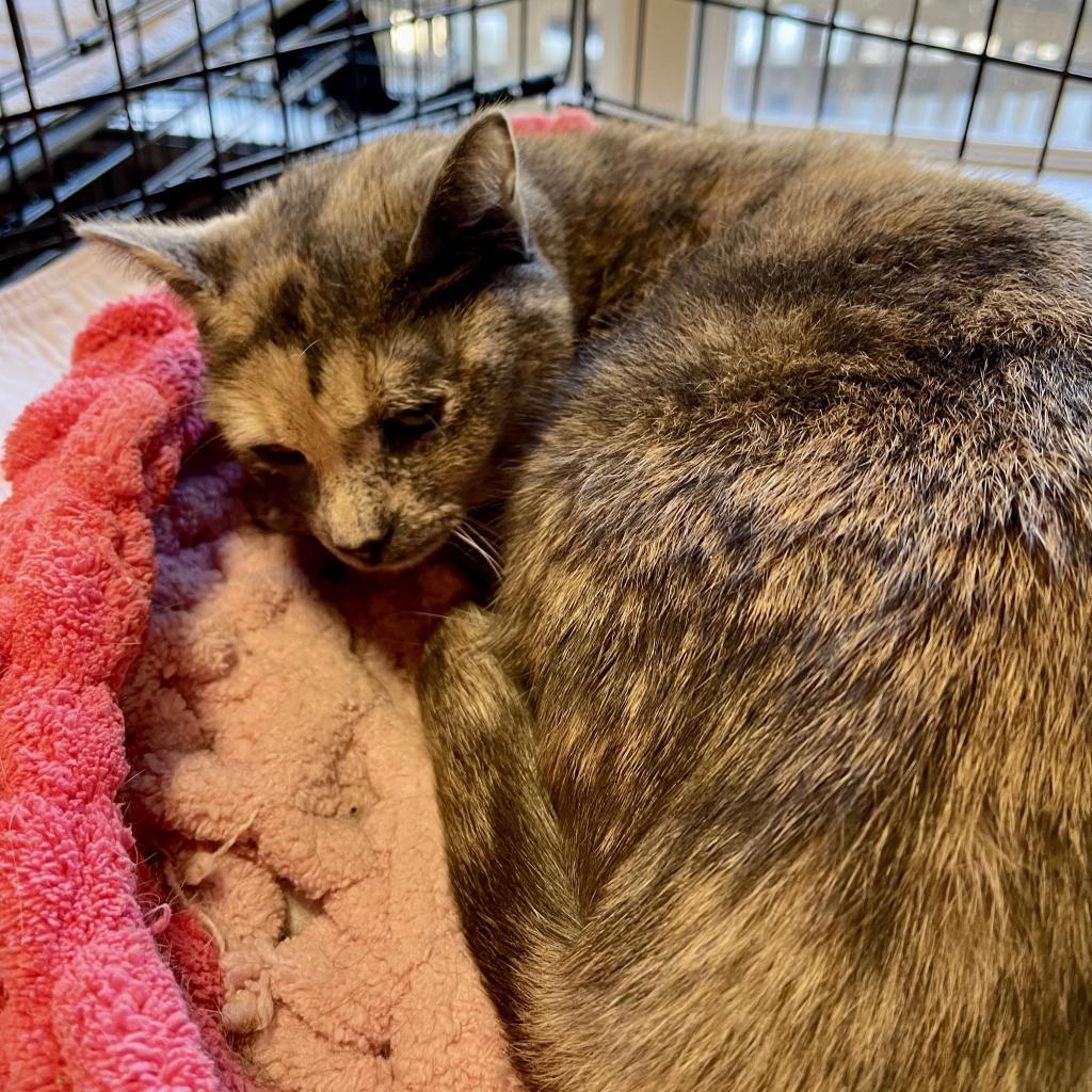 Enlarge Sparrow, a Adoptable Domestic Short Hair in Wappingers Falls, NY image 1/2