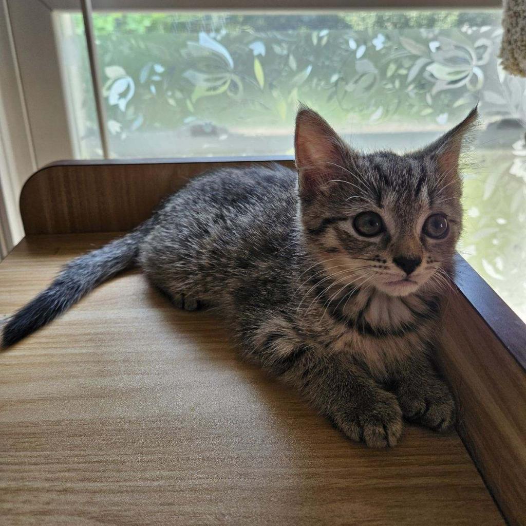 Enlarge Sparrow, a Adoptable Domestic Short Hair in Wappingers Falls, NY image 2/2