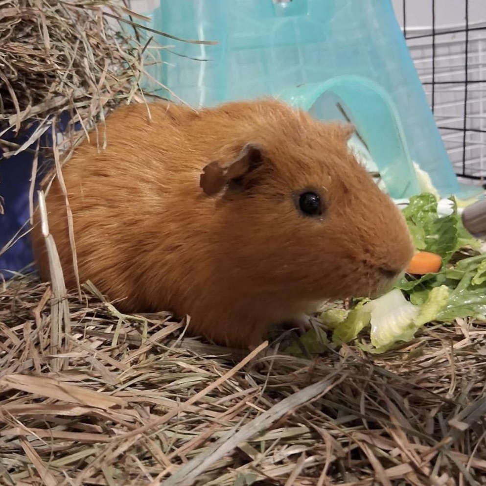 Toyota, Adoptable, Young Male Guinea Pig.