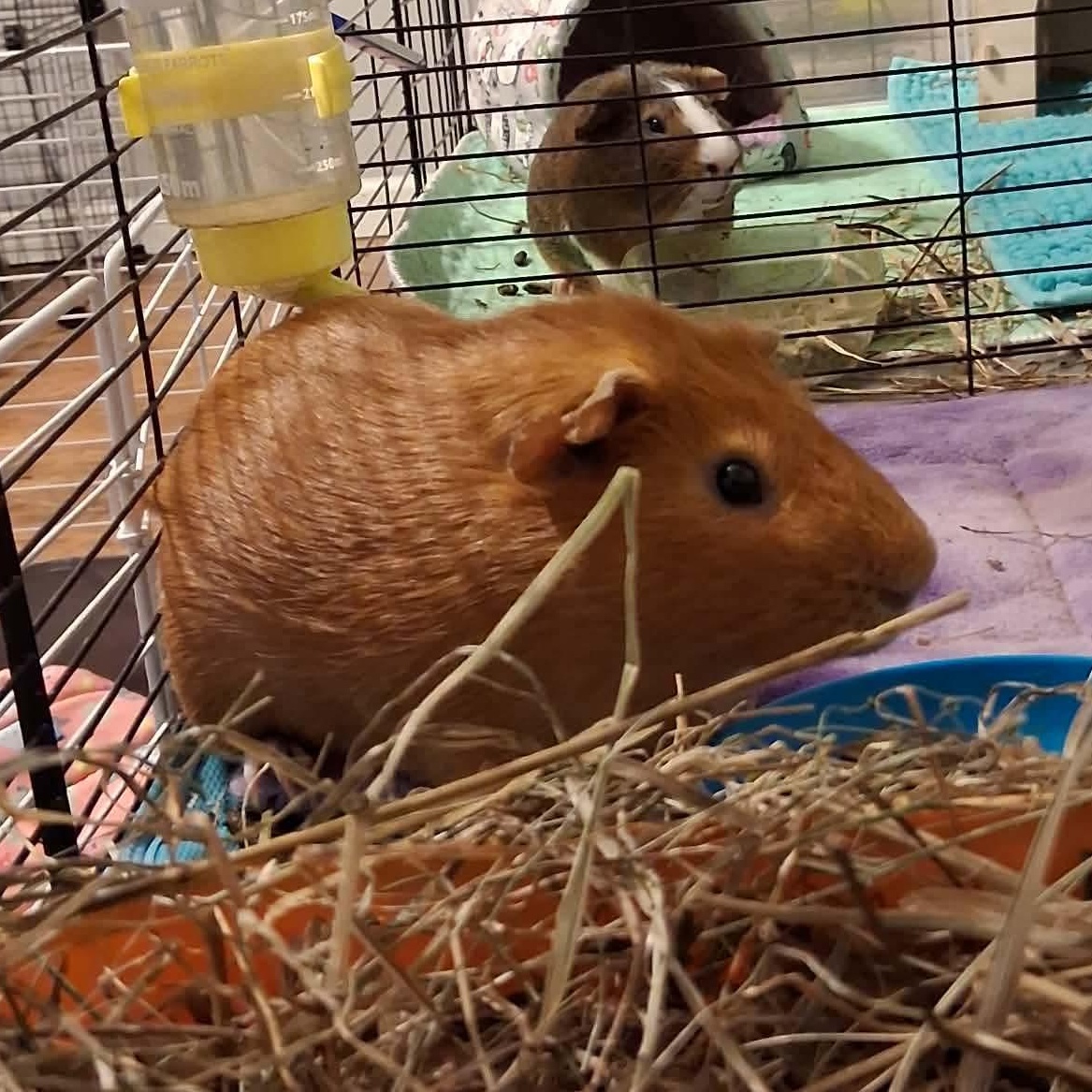 Enlarge Toyota, a Adoptable Guinea Pig in Rochester, NY image 3/6