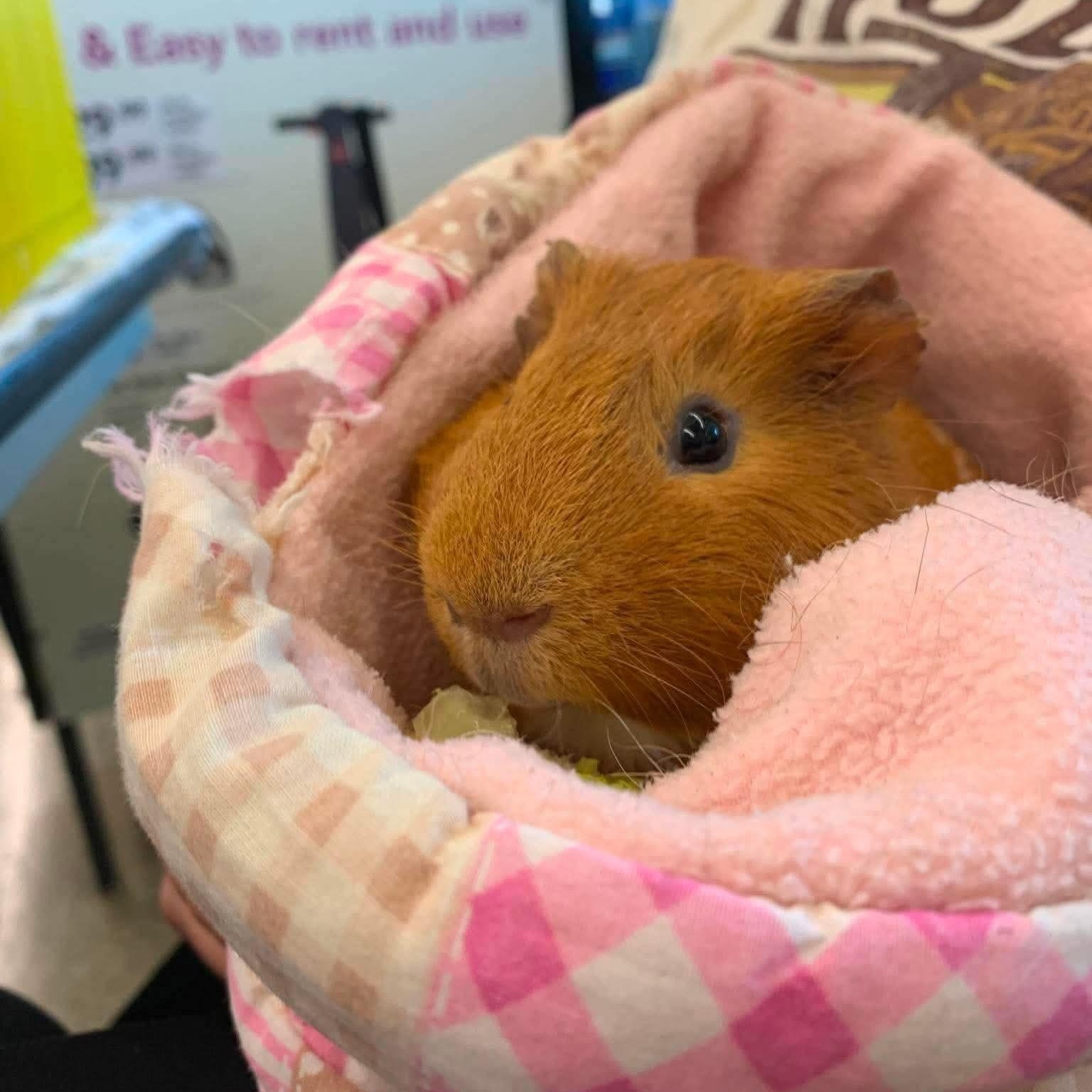 Enlarge Toyota, a Adoptable Guinea Pig in Rochester, NY image 2/6