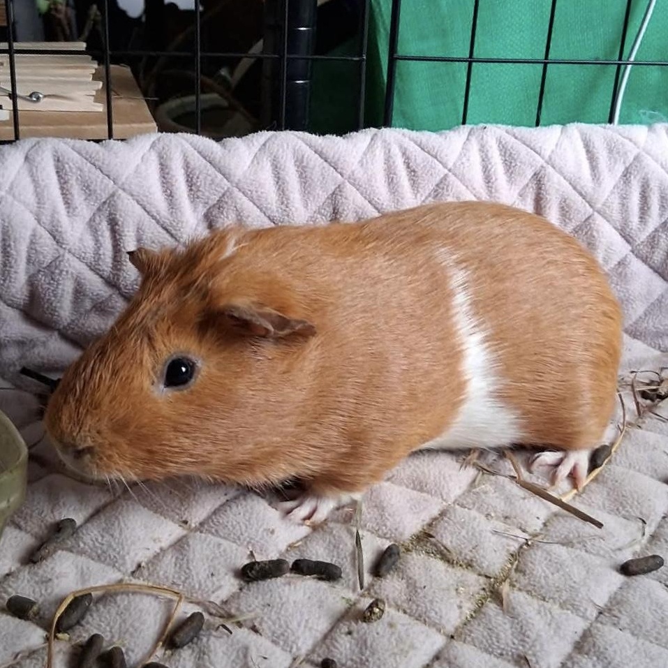 Enlarge Toyota, a Adoptable Guinea Pig in Rochester, NY image 1/6