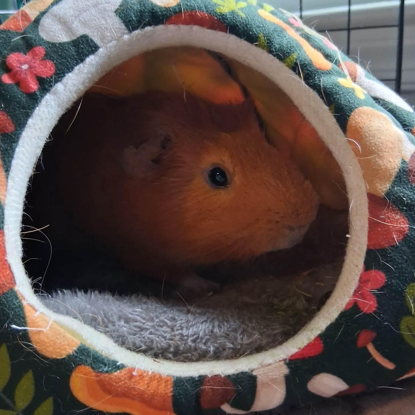Enlarge Toyota, a Adoptable Guinea Pig in Rochester, NY image 2/5
