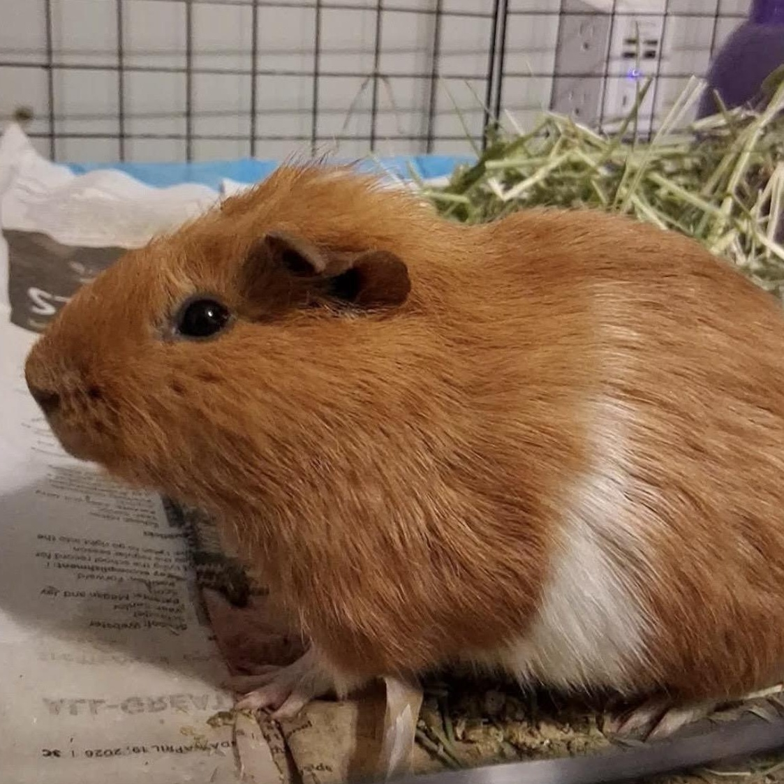 Enlarge Toyota, a Adoptable Guinea Pig in Rochester, NY image 3/5