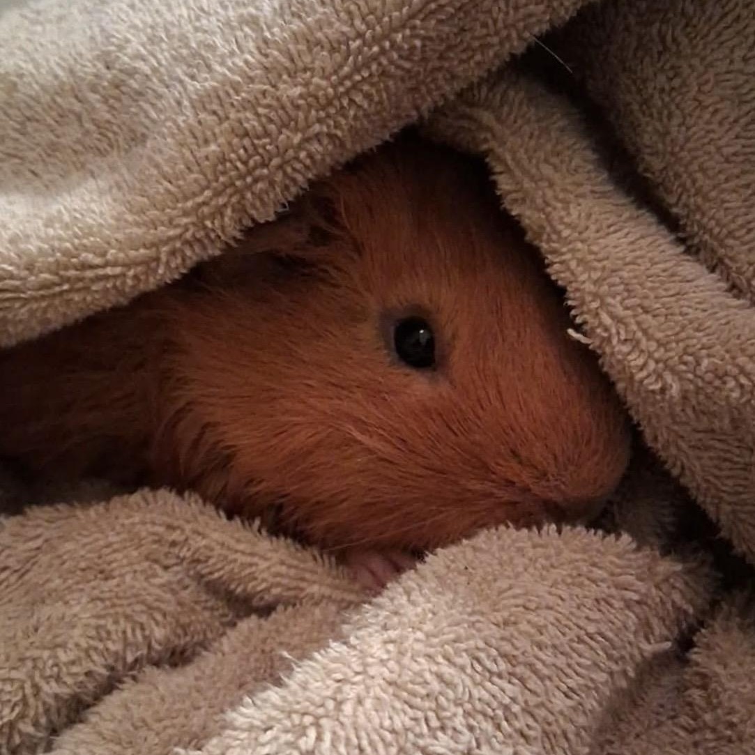 Enlarge Toyota, a Adoptable Guinea Pig in Rochester, NY image 4/5