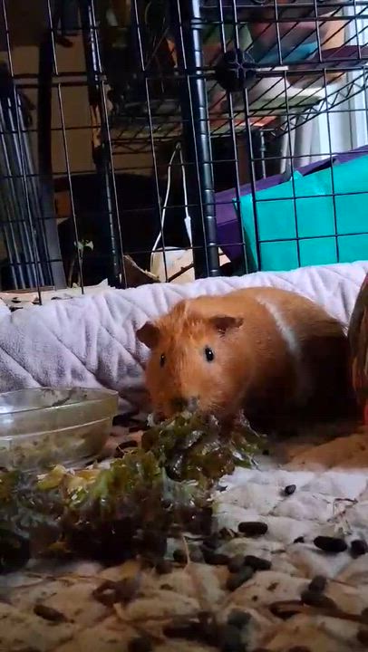 Enlarge Toyota, a Adoptable Guinea Pig in Rochester, NY video 5/5