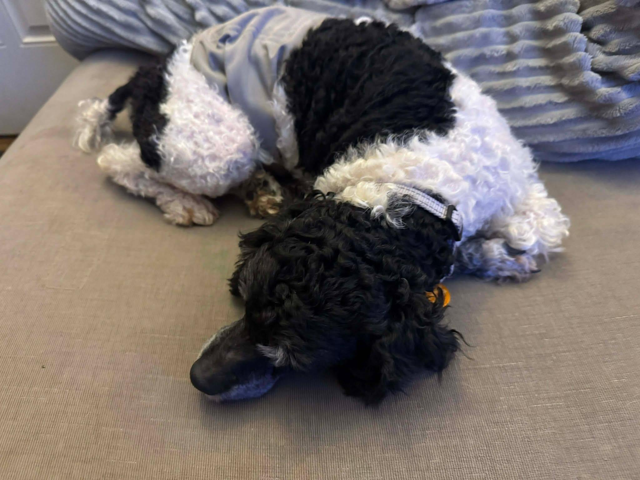 Enlarge Bruno, a ADOPTABLE Miniature Poodle in St. Clairsville, OH image 1/3