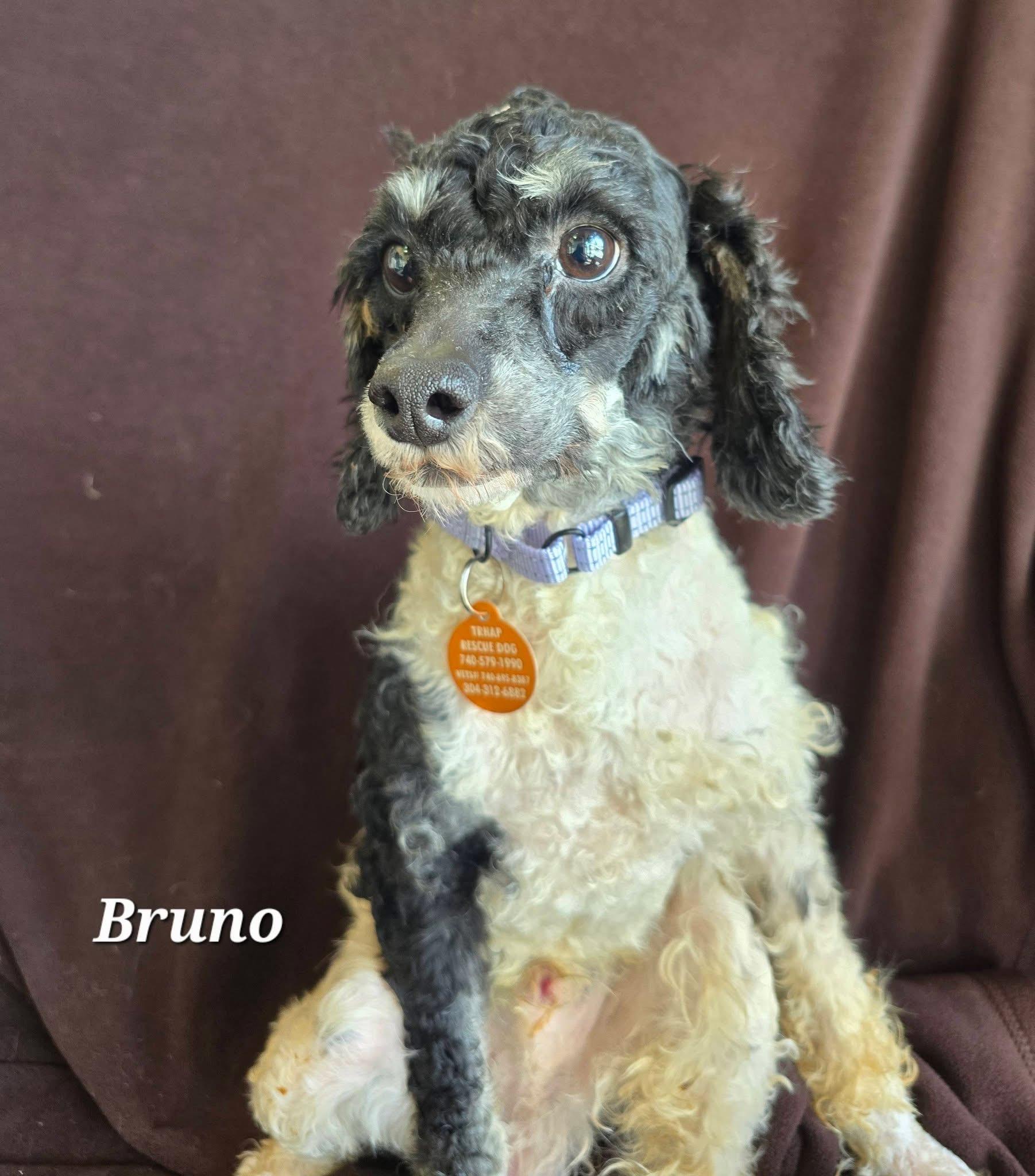Enlarge Bruno, a ADOPTABLE Miniature Poodle in St. Clairsville, OH image 2/3
