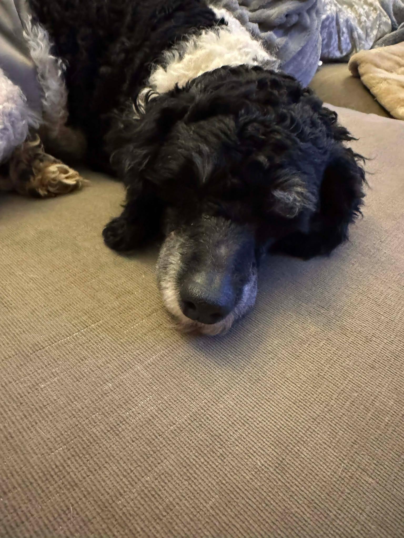 Enlarge Bruno, a ADOPTABLE Miniature Poodle in St. Clairsville, OH image 3/3