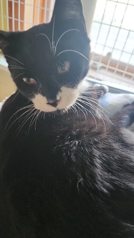 Bruce (Wayne), Adoptable, Adult Male Domestic Short Hair.