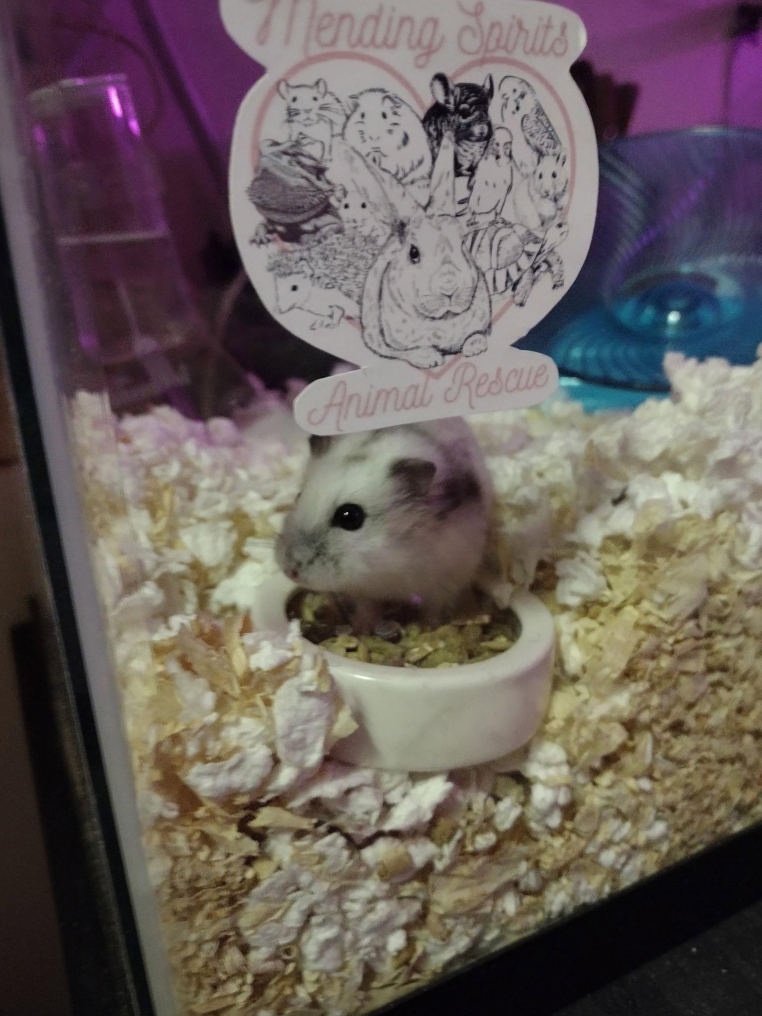 Cinderella ⭐️, Adopted, Adult Female Hamster.