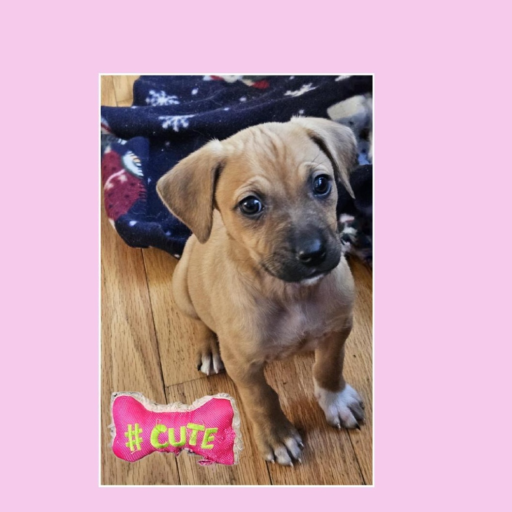 Maggie, Adoptable, Puppy Female Boxer.