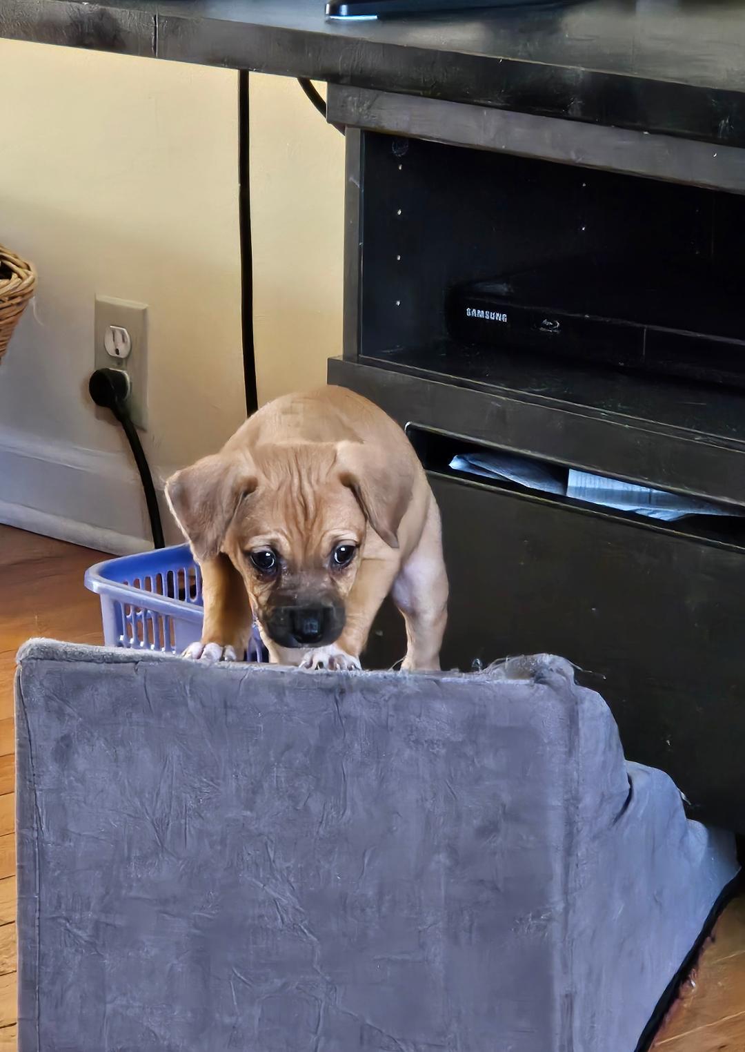 Maggie, a Adoptable mixed breed in Lake Geneva, WI image 5/6