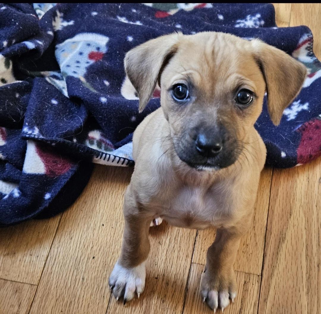 Maggie, a Adoptable mixed breed in Lake Geneva, WI image 6/6