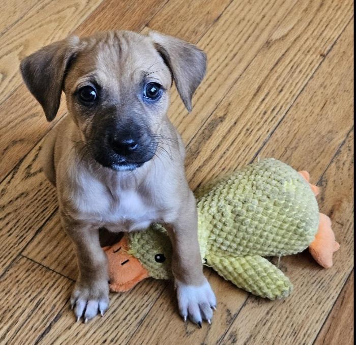 Maggie, a Adoptable mixed breed in Lake Geneva, WI image 3/6