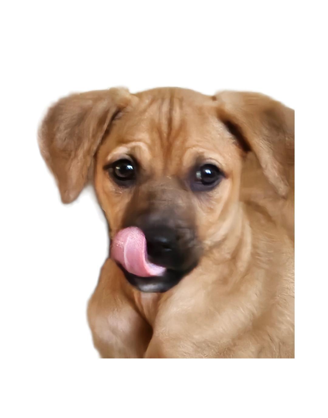 Maggie, a Adoptable mixed breed in Lake Geneva, WI image 2/6