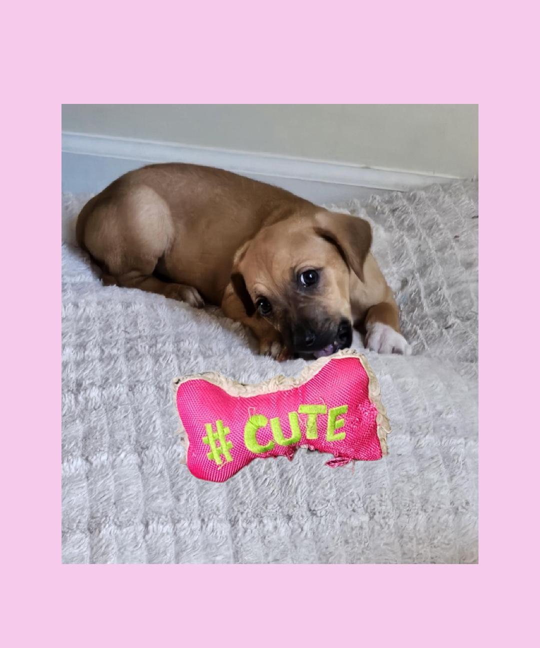 Maggie, a Adoptable mixed breed in Lake Geneva, WI image 4/6