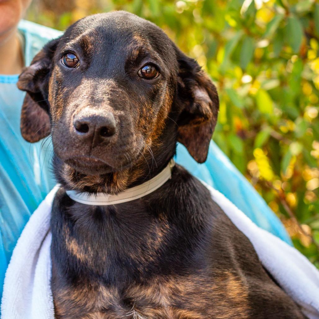 Dilly, Adoptable, Puppy Male Labrador Retriever & Treeing Walker Coonhound.