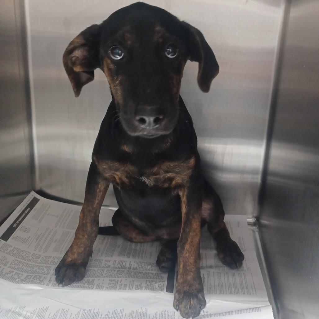 Enlarge Dilly, a Adoptable mixed breed in Hattiesburg, MS image 2/2