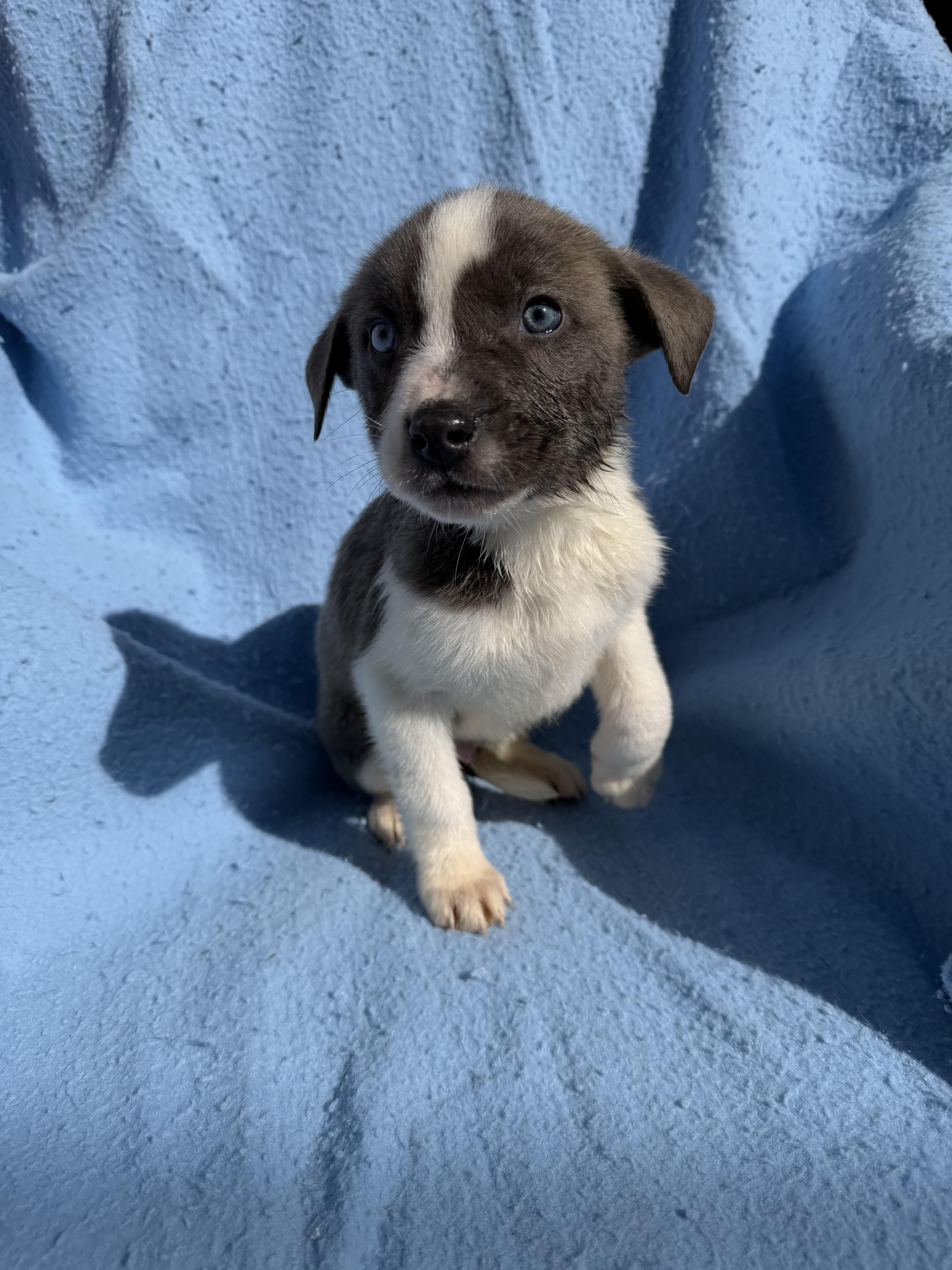 Enlarge Blue, an adopted mixed breed in fennville, MI image 1/1