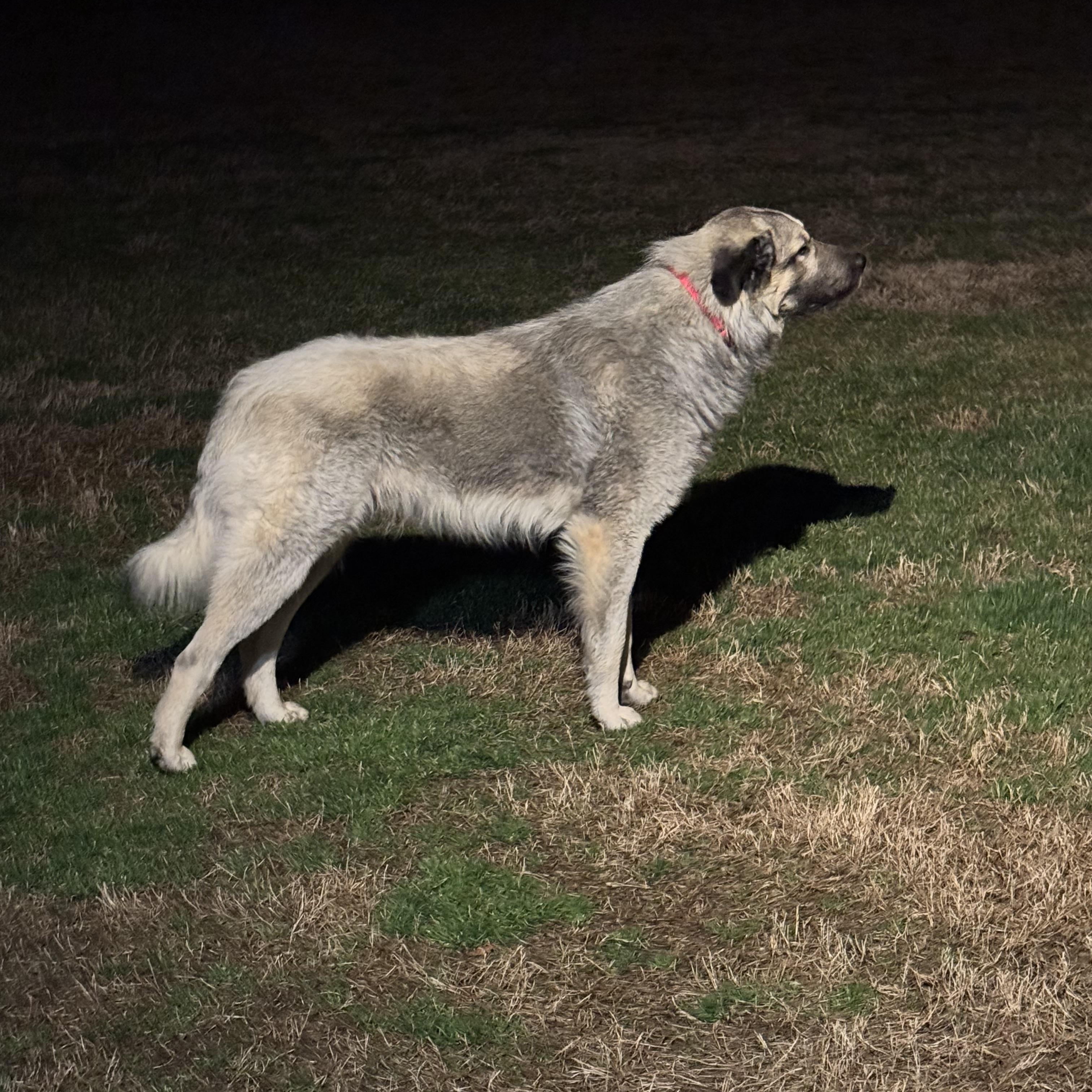 Alex, a Adoptable Anatolian Shepherd in Columbus, OH image 2/2
