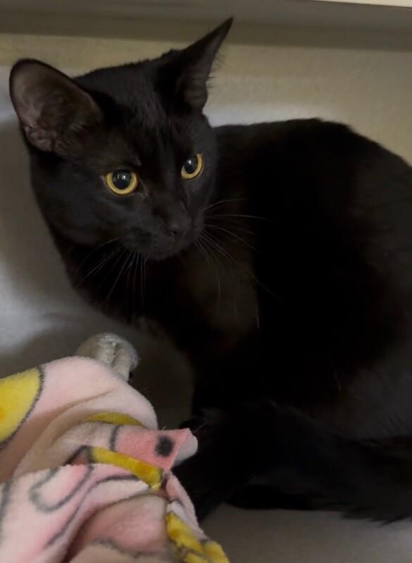 Larry, Adoptable, Adult Male Domestic Short Hair.