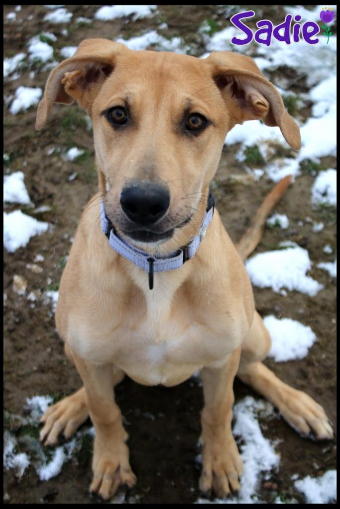 Enlarge Sadie, a ADOPTABLE mixed breed in Shippenville, PA image 5/6