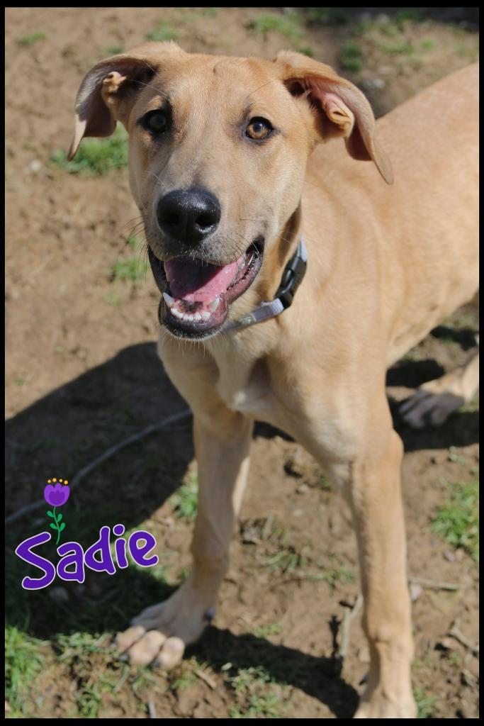 Sadie, ADOPTABLE, Young Female Great Dane.
