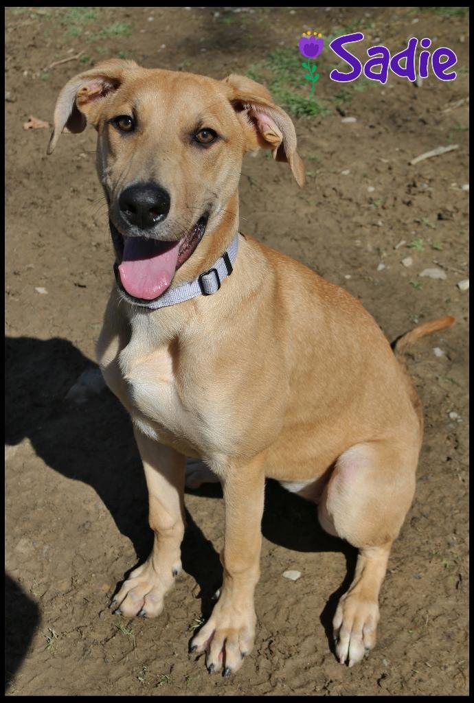 Enlarge Sadie, a ADOPTABLE mixed breed in Shippenville, PA image 2/6