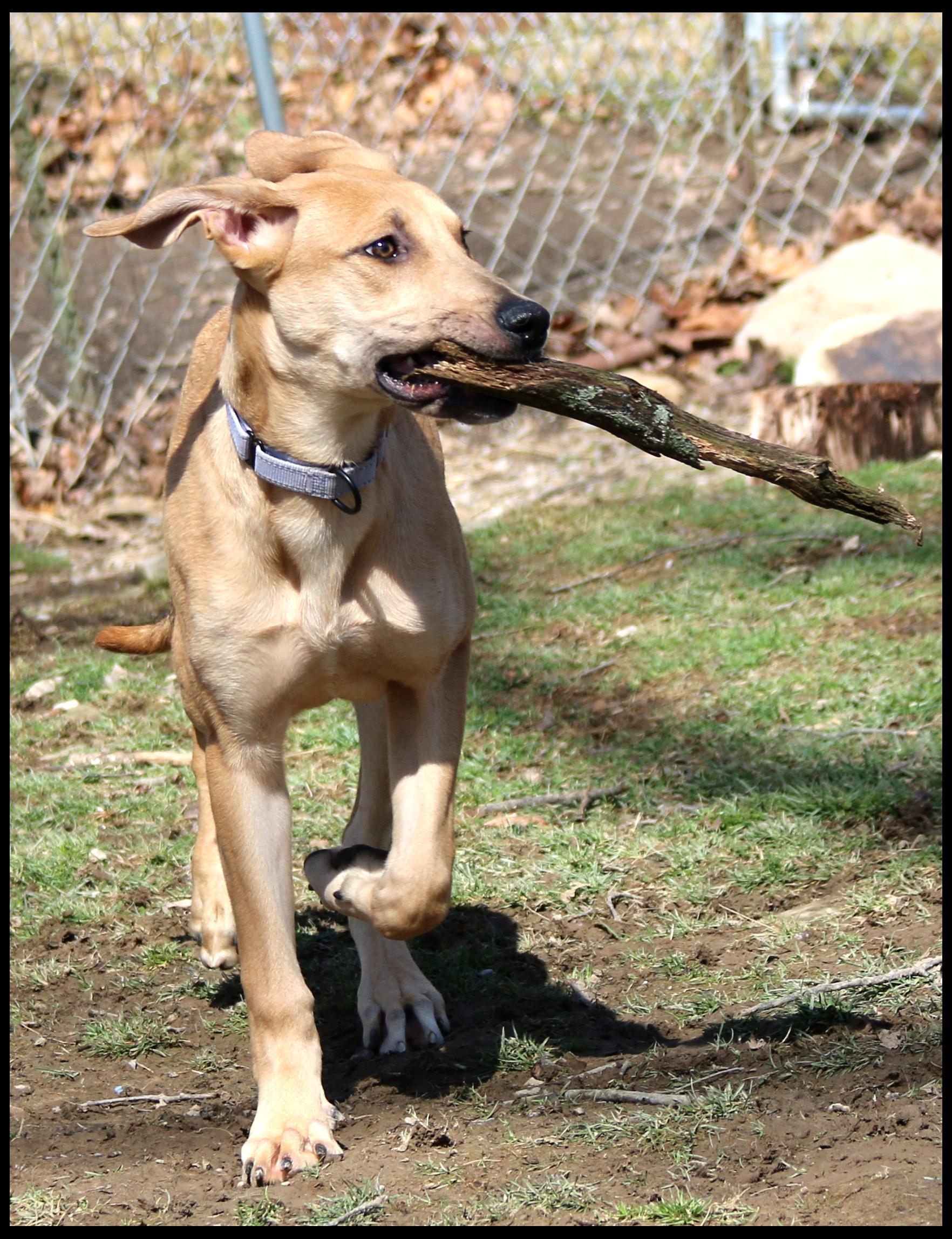 Enlarge Sadie, a ADOPTABLE mixed breed in Shippenville, PA image 3/6
