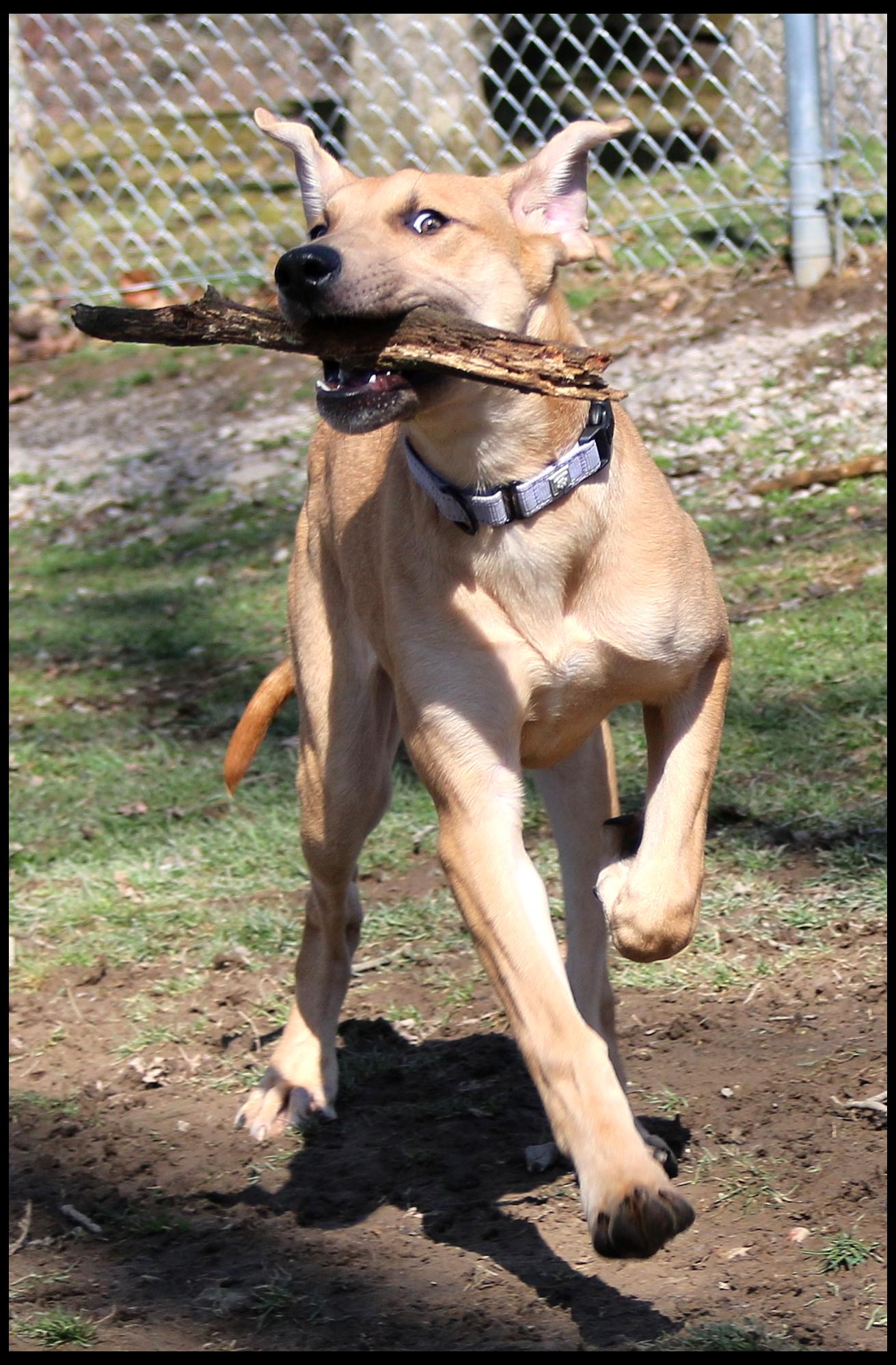 Enlarge Sadie, a ADOPTABLE mixed breed in Shippenville, PA image 4/6